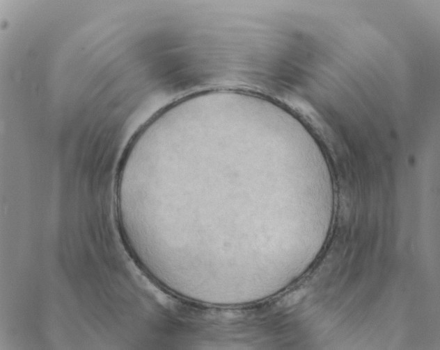 X0000088391286200706121201