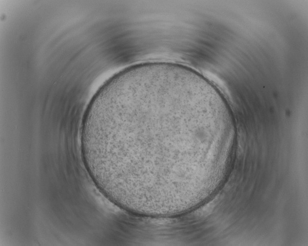 X0000088391288200706121201