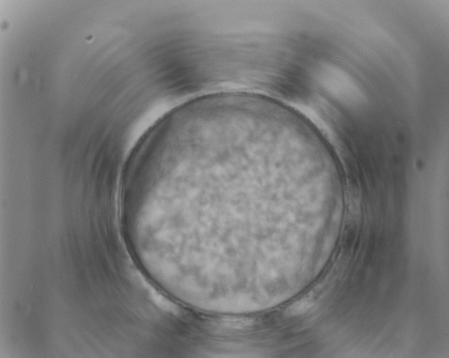 X0000088391294200706121200