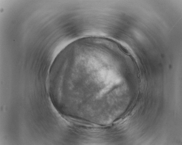 X0000088391295200706121200