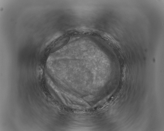 X0000088391302200706121200