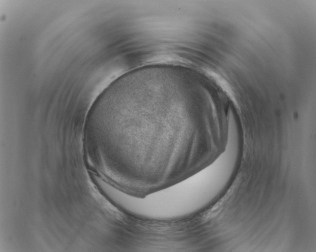 X0000088391330200706121200