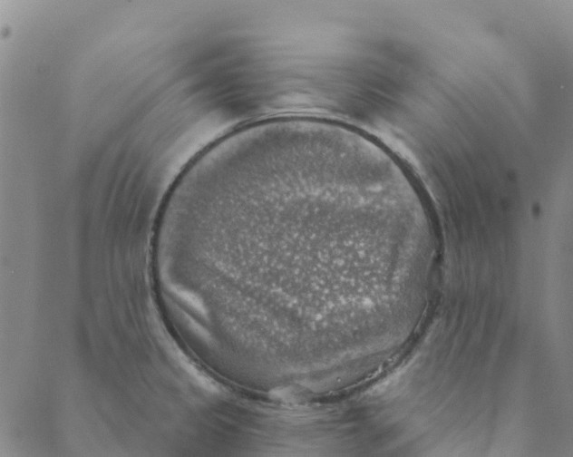 X0000088391333200706121200