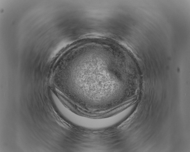 X0000088391355200706121159