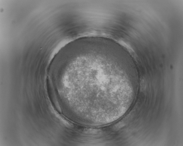 X0000088391374200706121159