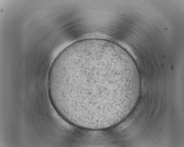 X0000088391387200706121159