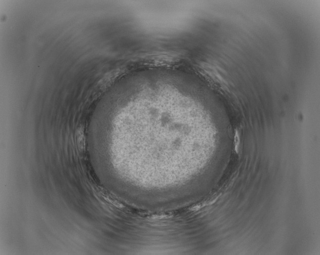 X0000088391395200706121158