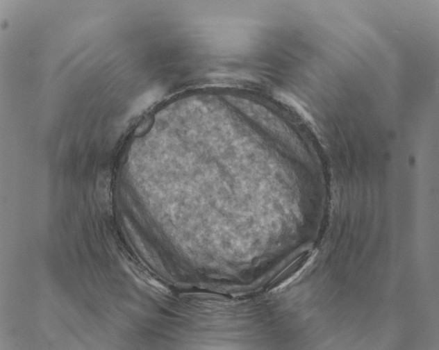 X0000088391403200706121158