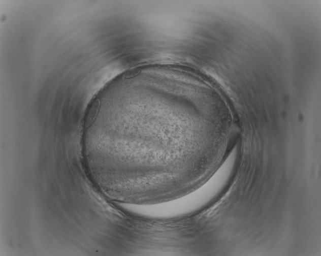 X0000088391410200706121158