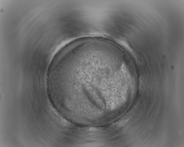 X0000088391412200706121158