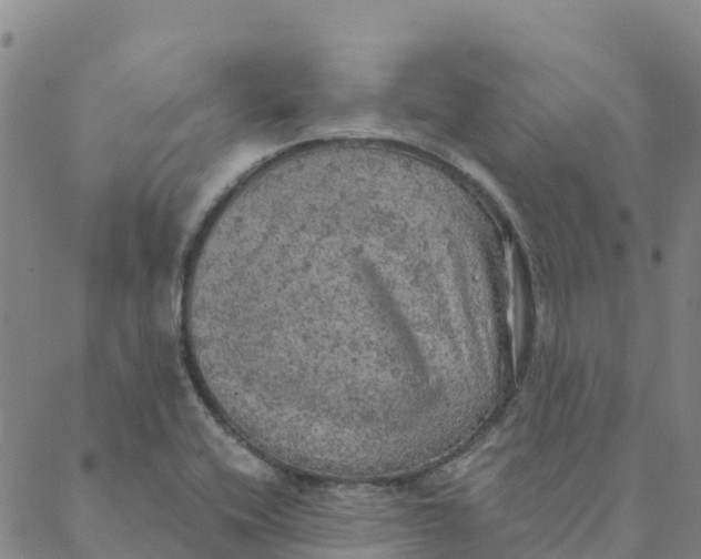 X0000088391416200706121158