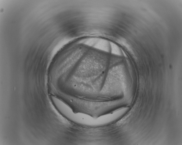 X0000088391424200706121159