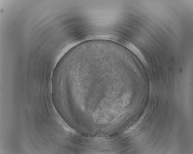 X0000088391436200706121159