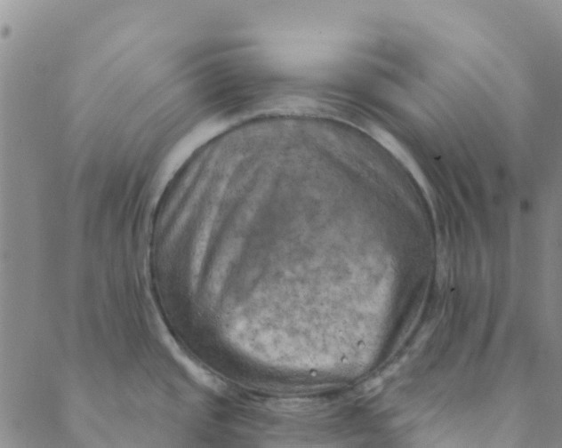 X0000088391437200706121159