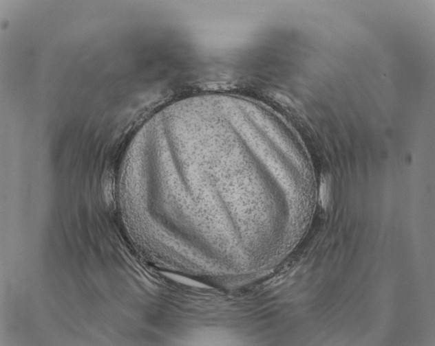 X0000088391444200706121158