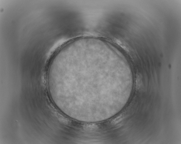 X0000088391454200706121158