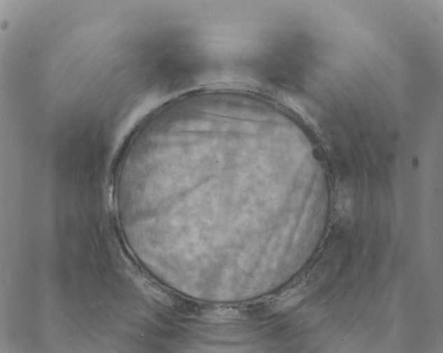 X0000088391462200706121158