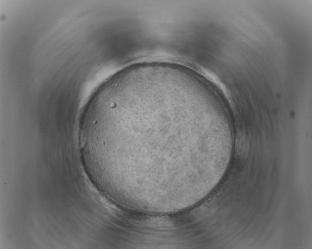 X0000088391464200706121158