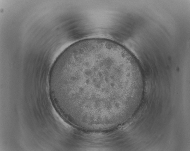 X0000088391468200706121158