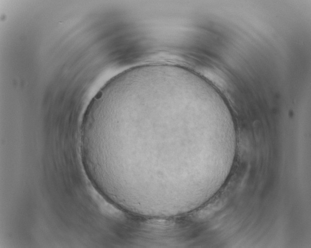 X0000088391478200706121157