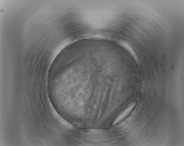 X0000088391483200706121157