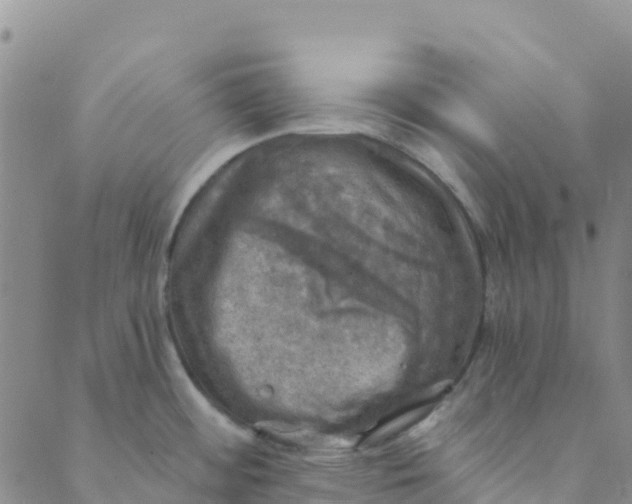 X0000088391484200706121157