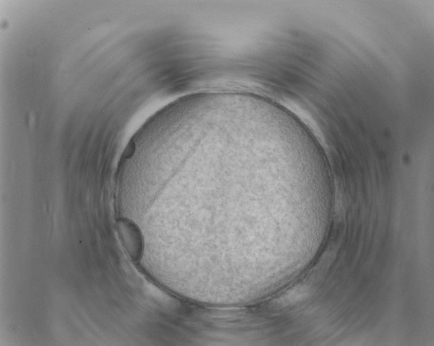 X0000088391486200706121157