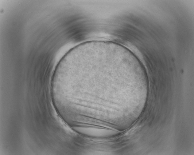 X0000088391488200706121157