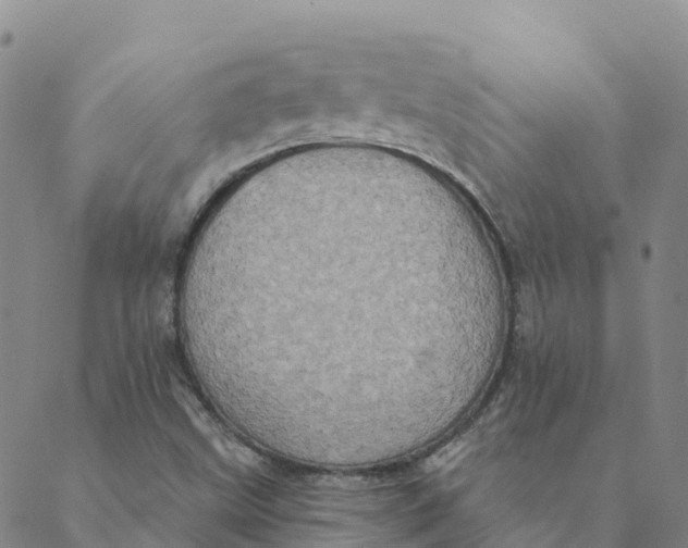 X0000088391499200706121157