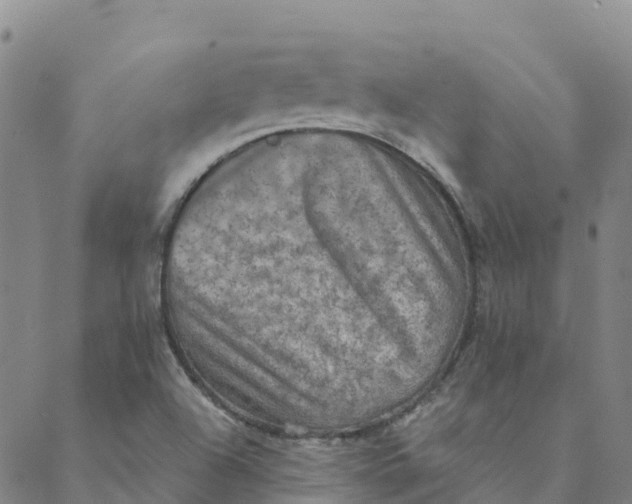 X0000088391504200706121157