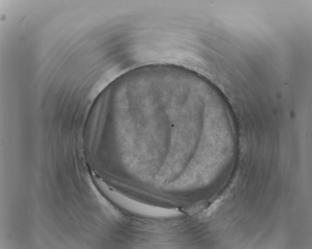 X0000088391521200706121157