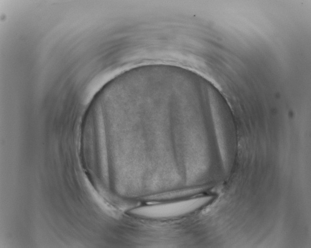 X0000088391523200706121157