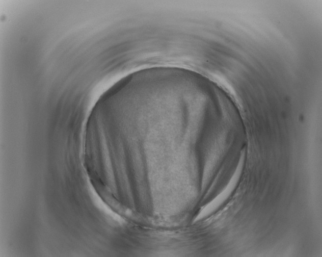 X0000088391528200706121157