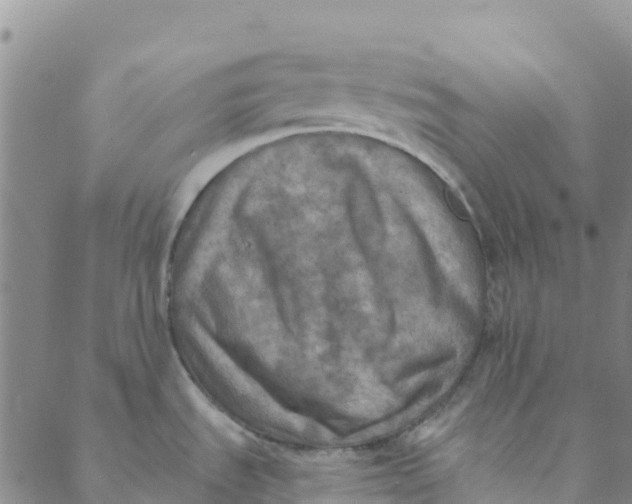 X0000088391535200706121157