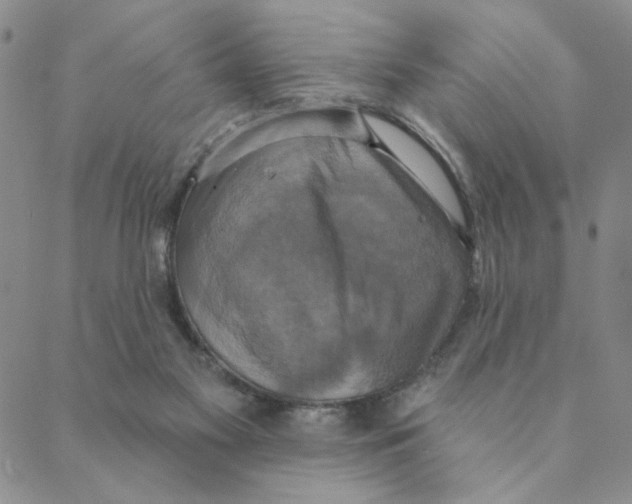 X0000088390117200706191342