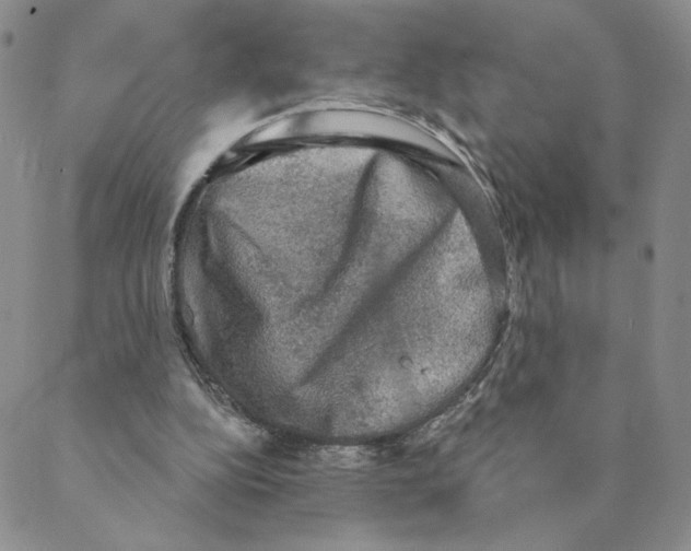 X0000088390152200706191341