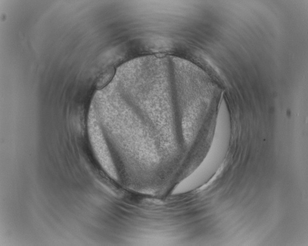 X0000088390170200706191341