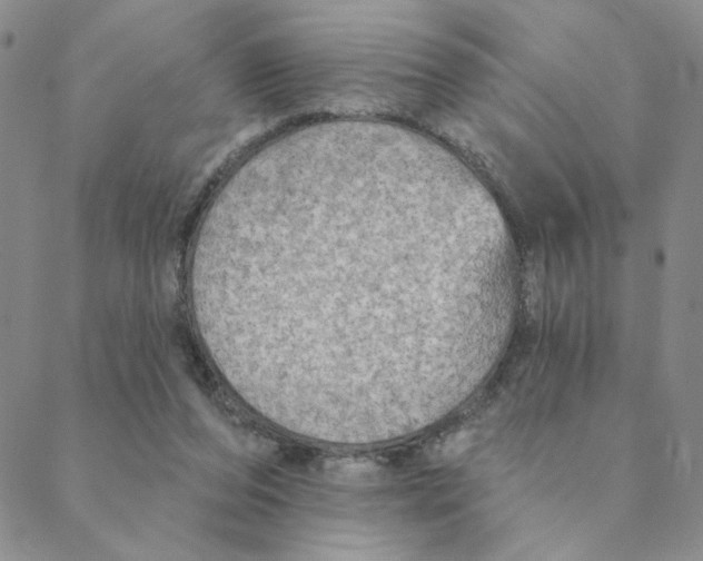 X0000088390208200706191341