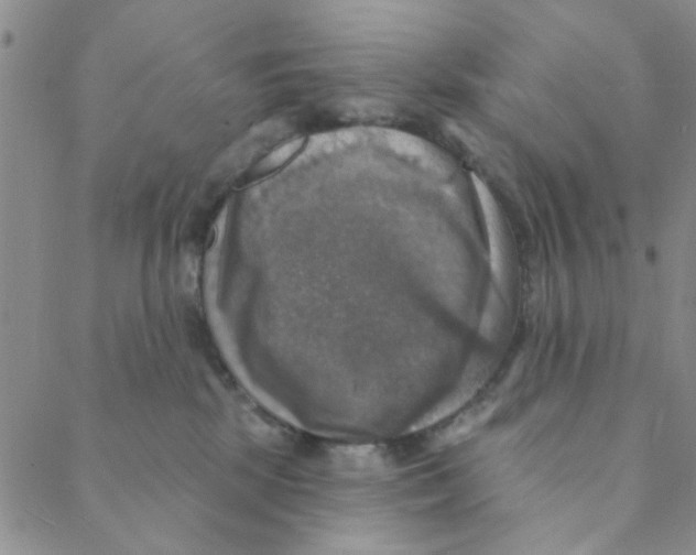 X0000088390281200706191340