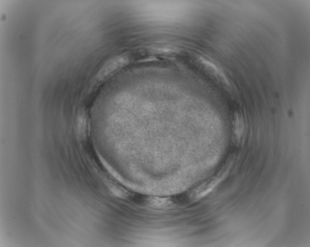 X0000088390333200706191339
