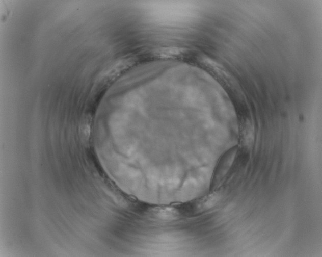 X0000088390427200706191337