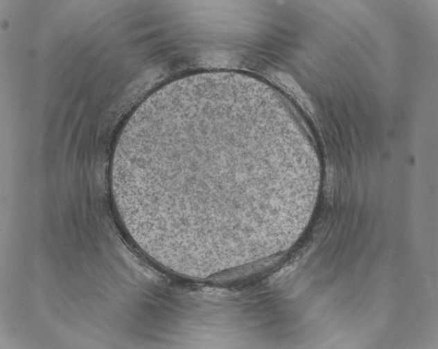 X0000088390441200706191336