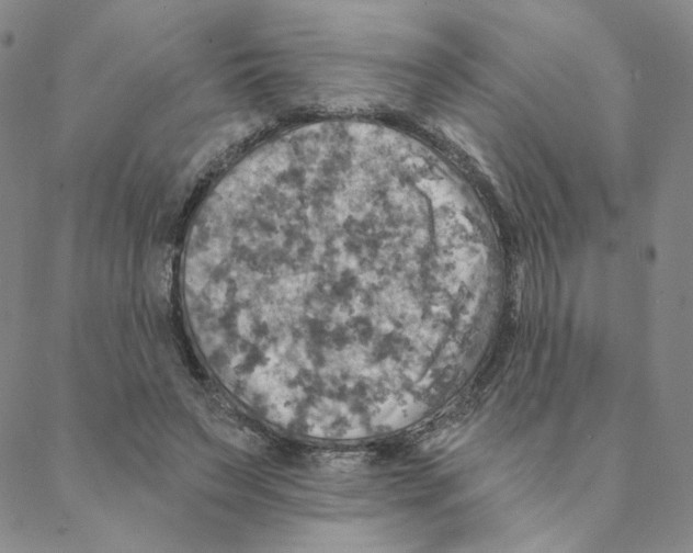 X0000088390495200706191336
