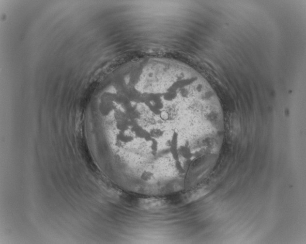 X0000088390511200706191336