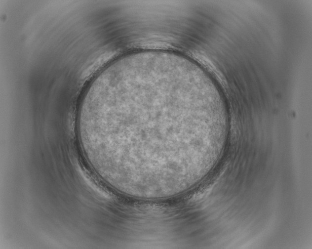 X0000088390533200706191335