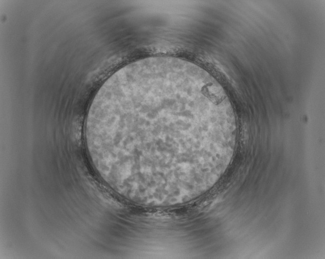 X0000088390545200706191335