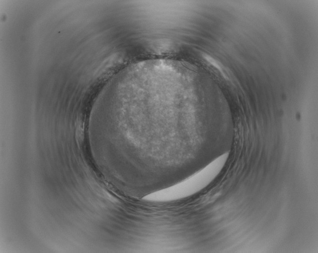 X0000088390558200706191335