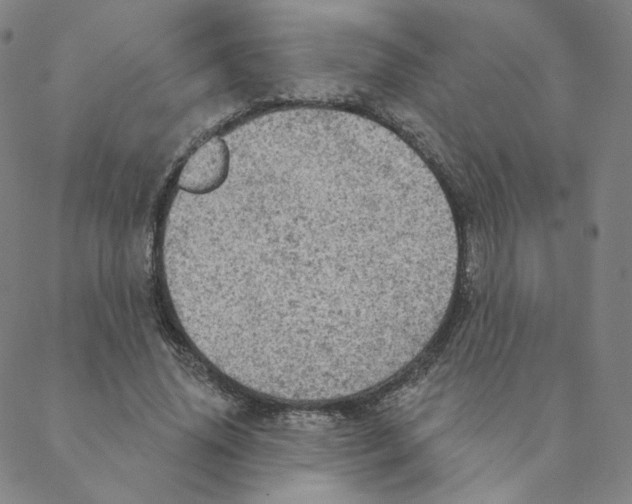 X0000088390636200706191333