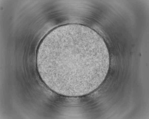 X0000088390836200706191330