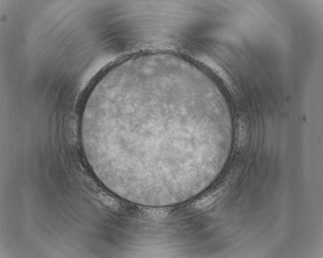 X0000088390878200706191330